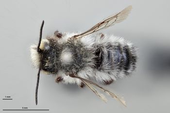 Media type: image;   Entomology 786054 Aspect: habitus dorsal view